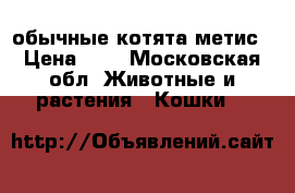 обычные котята метис › Цена ­ 1 - Московская обл. Животные и растения » Кошки   
